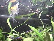 餌やり