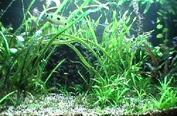 がんばれ！水草たち