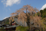 富士山周辺文化