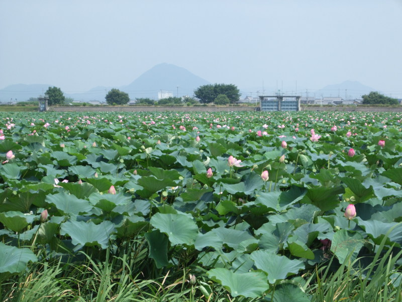 ホニャララ富士