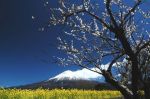 富士山画像記録