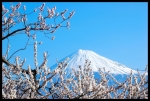 富士山画像記録