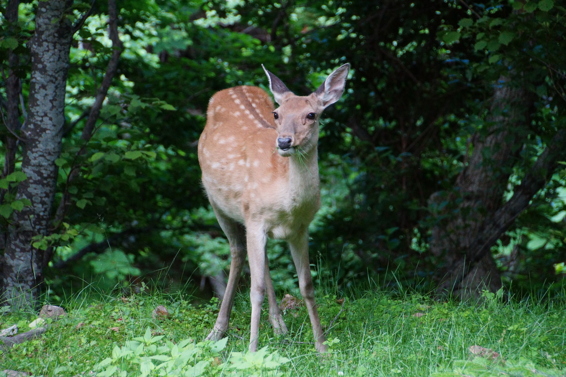 日本の世界遺産