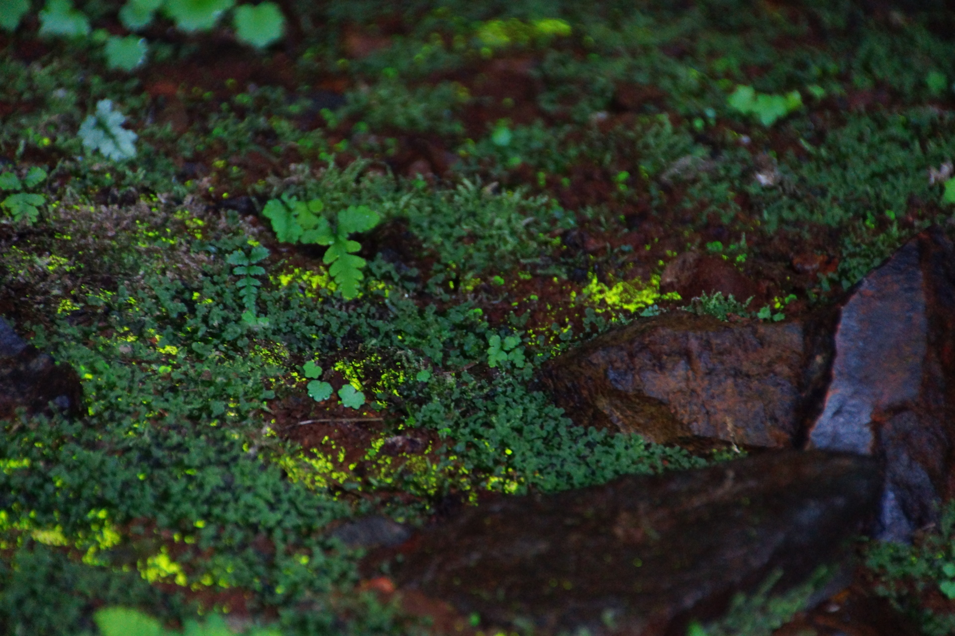 日本の世界遺産