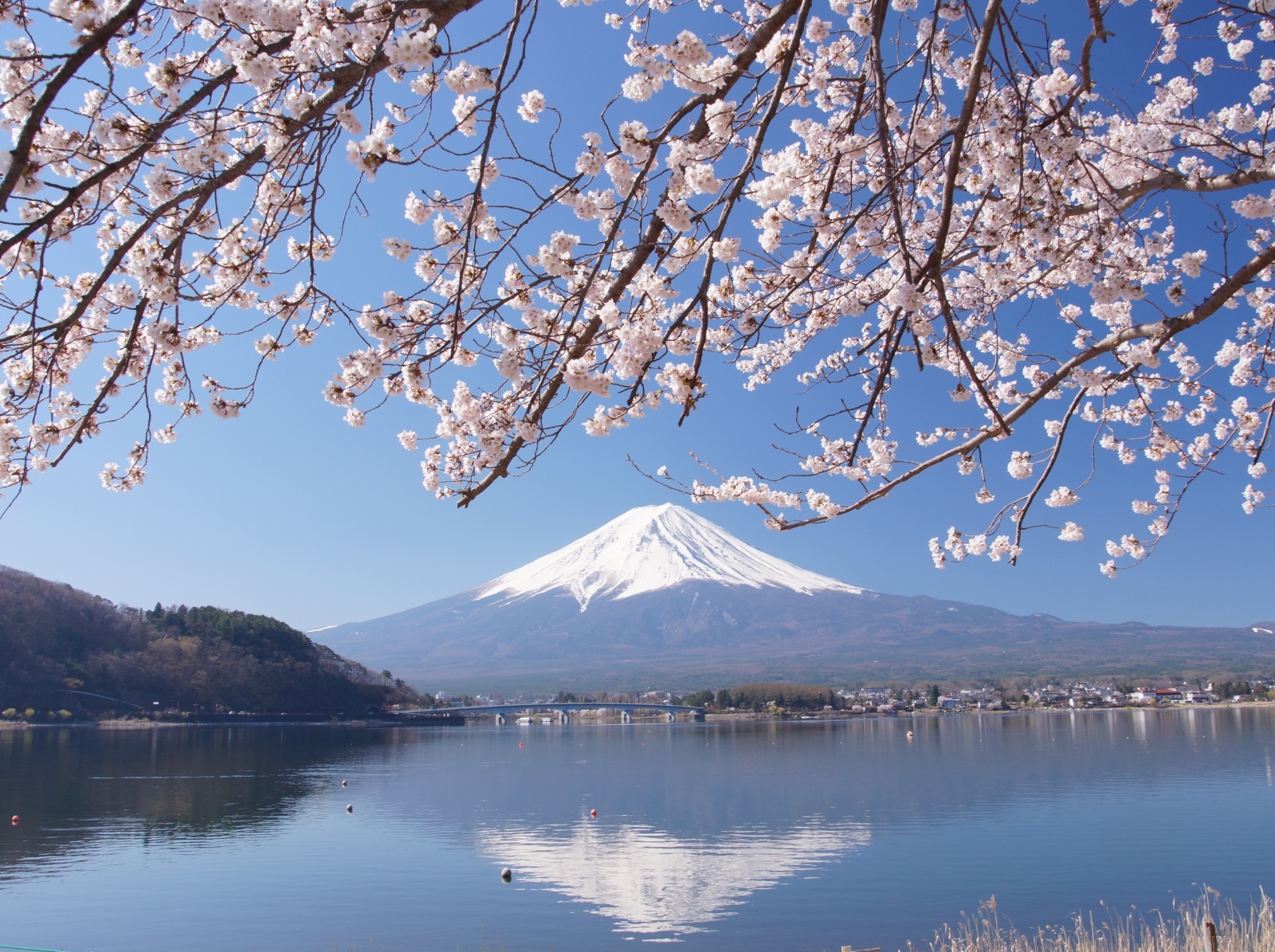富士山・富士五湖なんかの投稿画像 - 逆さ富士と桜