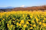 富士山画像記録