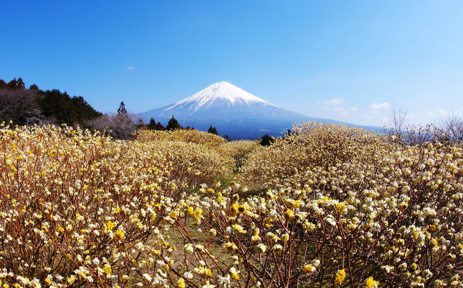 富士山画像記録