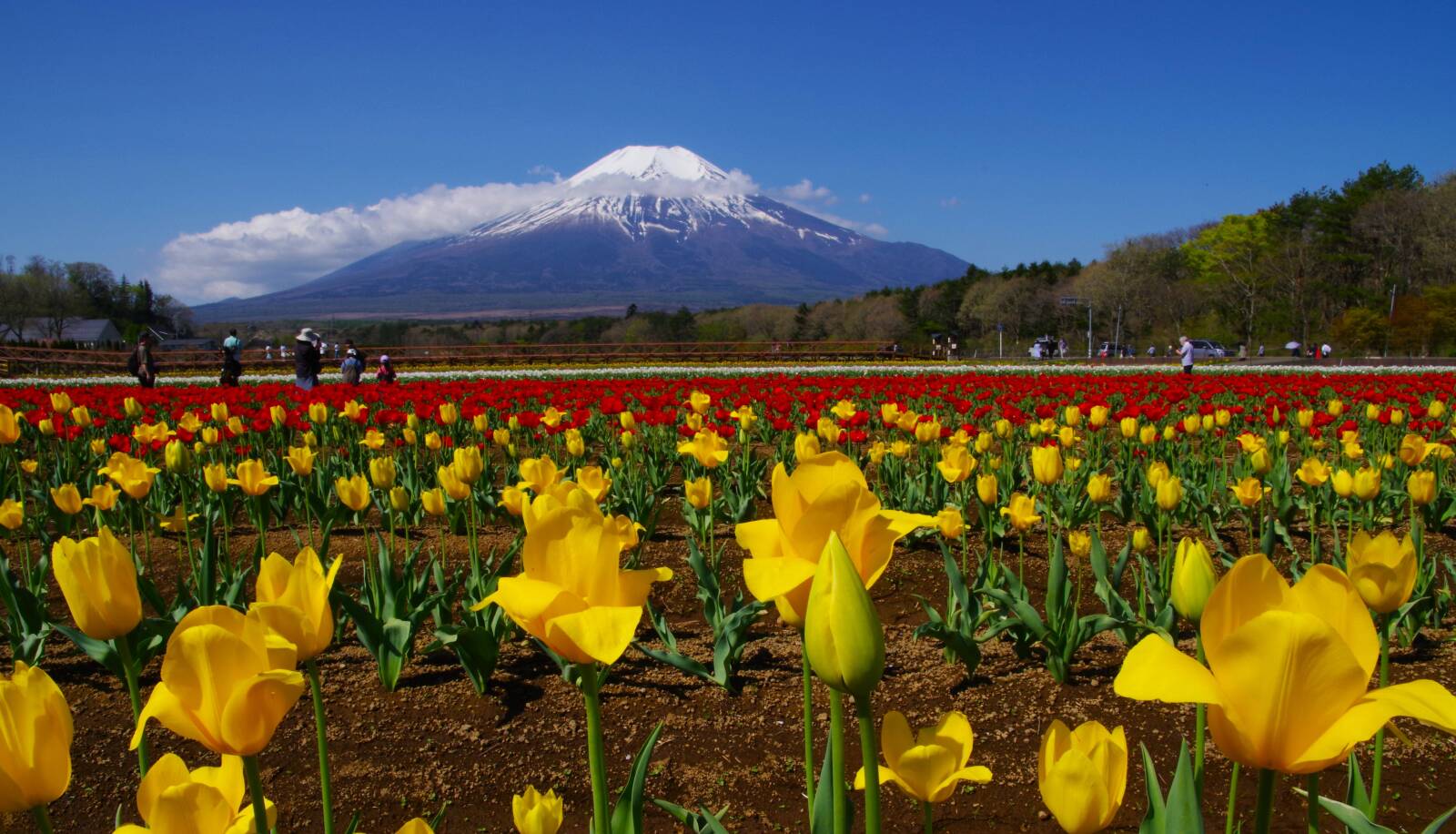 富士山画像記録