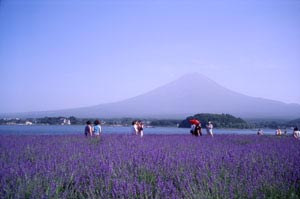 河口湖自然生活館（大石公園）