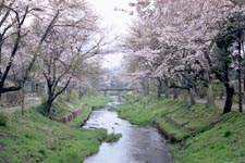 忍草浅間神社　（忍野浅間神社）