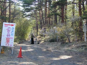 富士吉田ふじざくら祭り