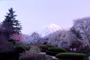 桜の見所