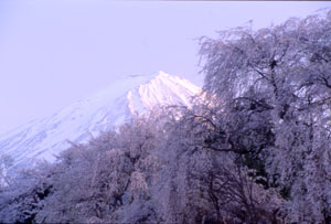 桜の見所