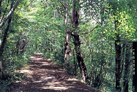 足和田山（五湖台）・紅葉台コース