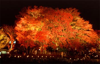 河口湖紅葉祭