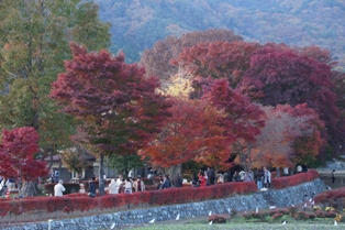 河口湖紅葉祭