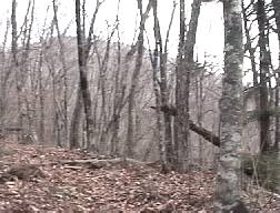 黒岳北側の登山道（遠くに黒岳が）