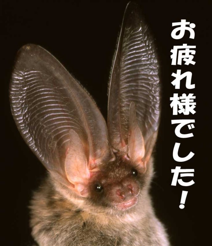 コウモリフェスティバル大盛況！お疲れ様でした！