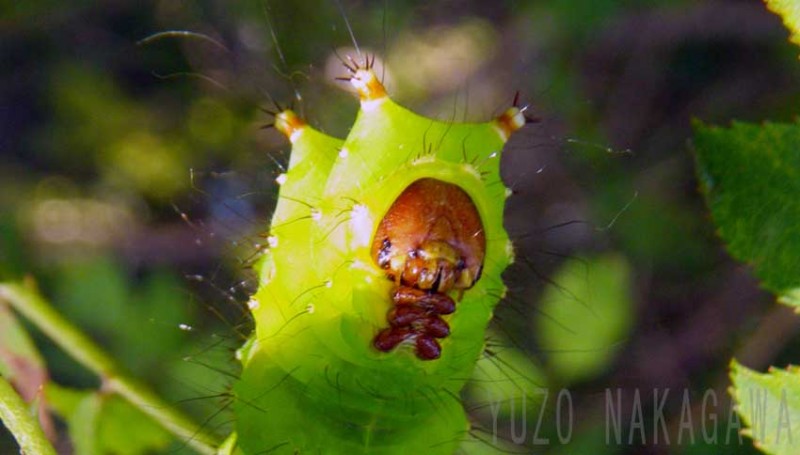 可愛い幼虫 美しい成虫 オオミズアオ