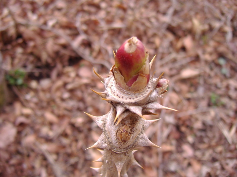 富士山周辺その他