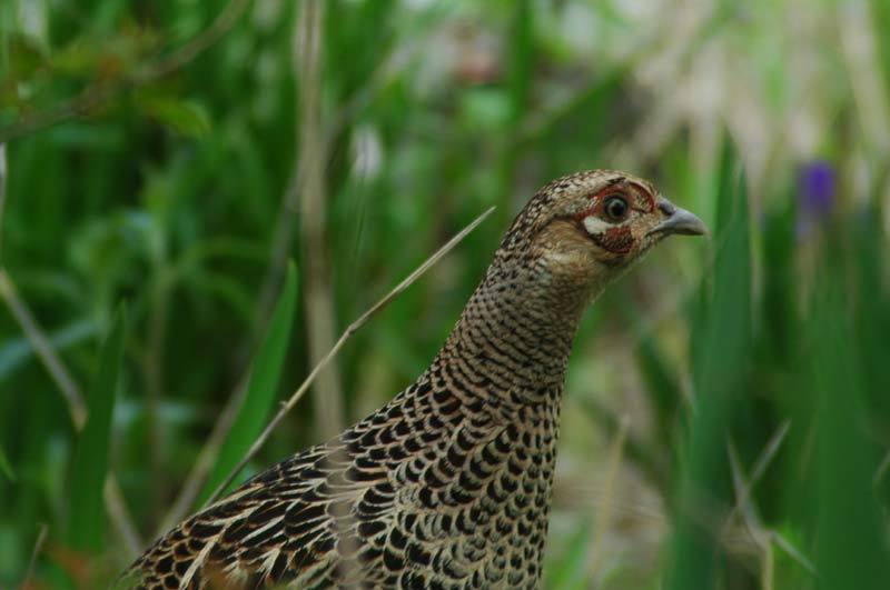 富士山周辺暮し