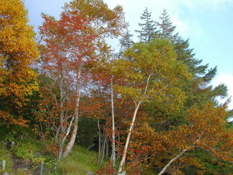 富士山関連作品
