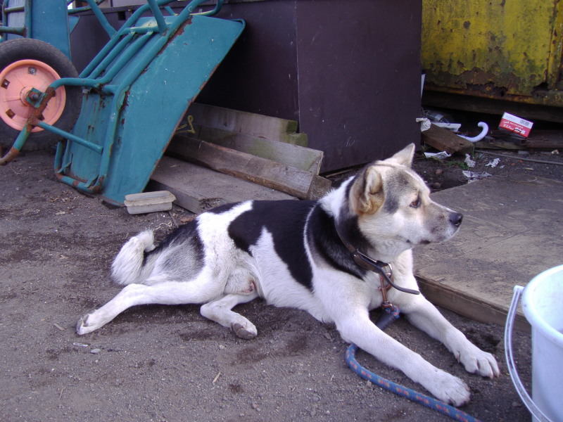 富士山周辺その他