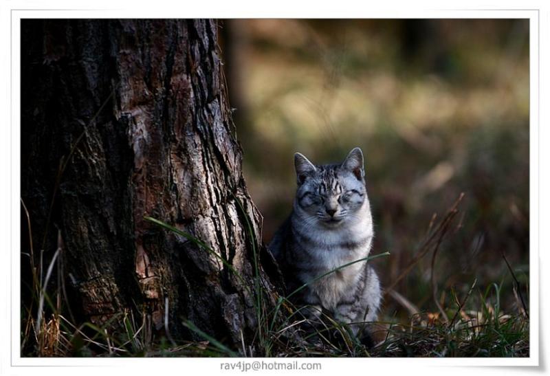 富士山周辺暮し