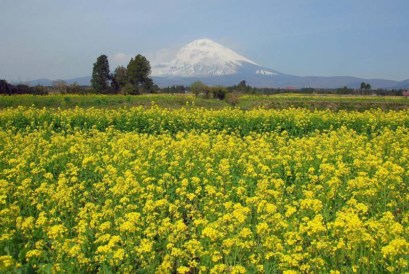 富士山画像作品
