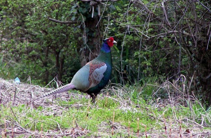 富士山周辺その他