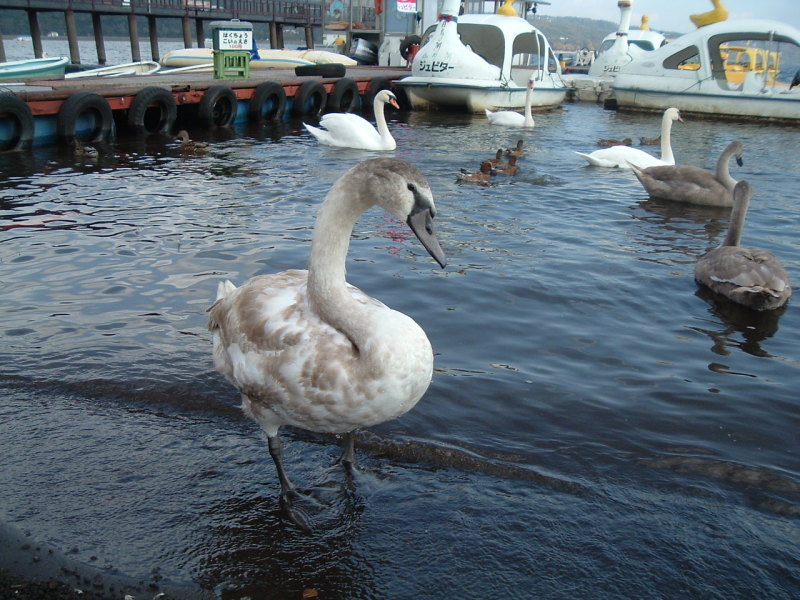 富士山周辺その他