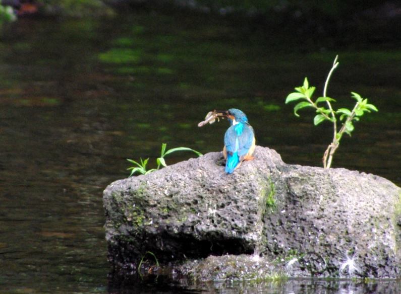 富士山周辺風景