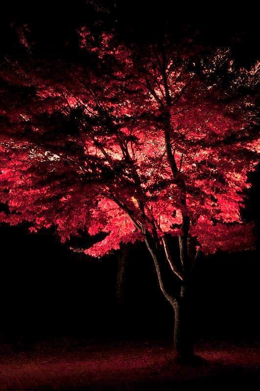 富士山周辺風景