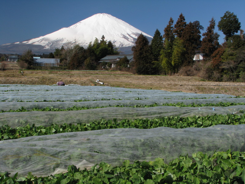 富士山画像記録