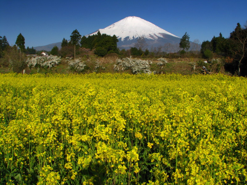 富士山画像記録