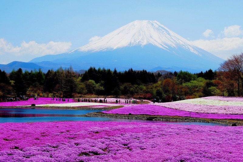 富士山 富士五湖なんかの投稿画像 芝桜