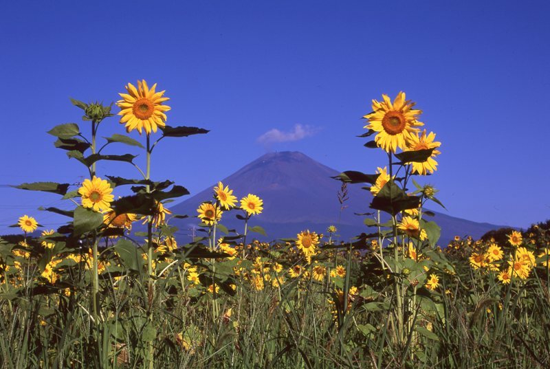 富士山画像記録