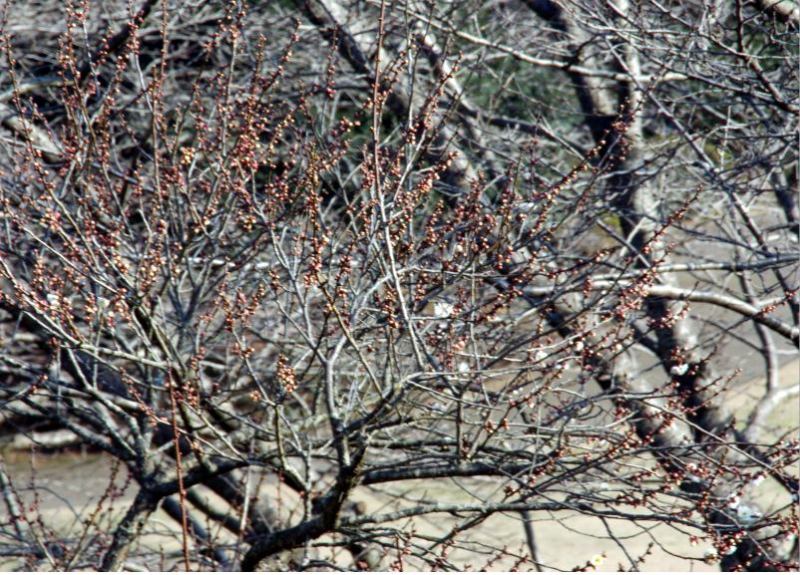 富士山周辺風景