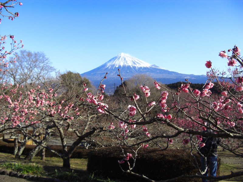 富士山画像記録