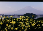 富士山画像作品