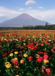 富士山画像作品