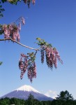 富士山画像作品