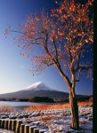 富士山画像作品