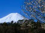富士山画像作品
