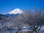 富士山画像作品