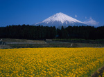 富士山画像作品