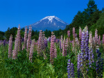 富士山画像作品