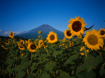 富士山画像作品