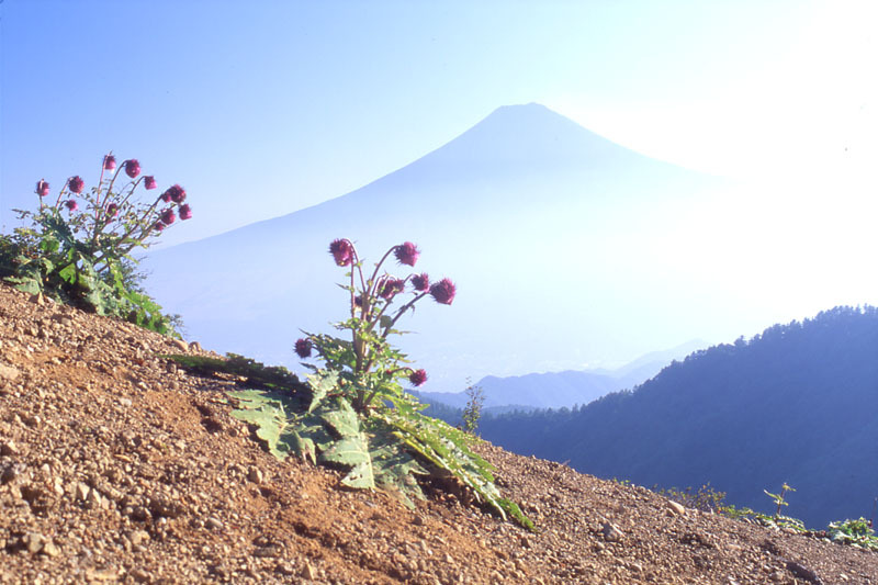 富士山画像作品