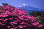 富士山画像作品